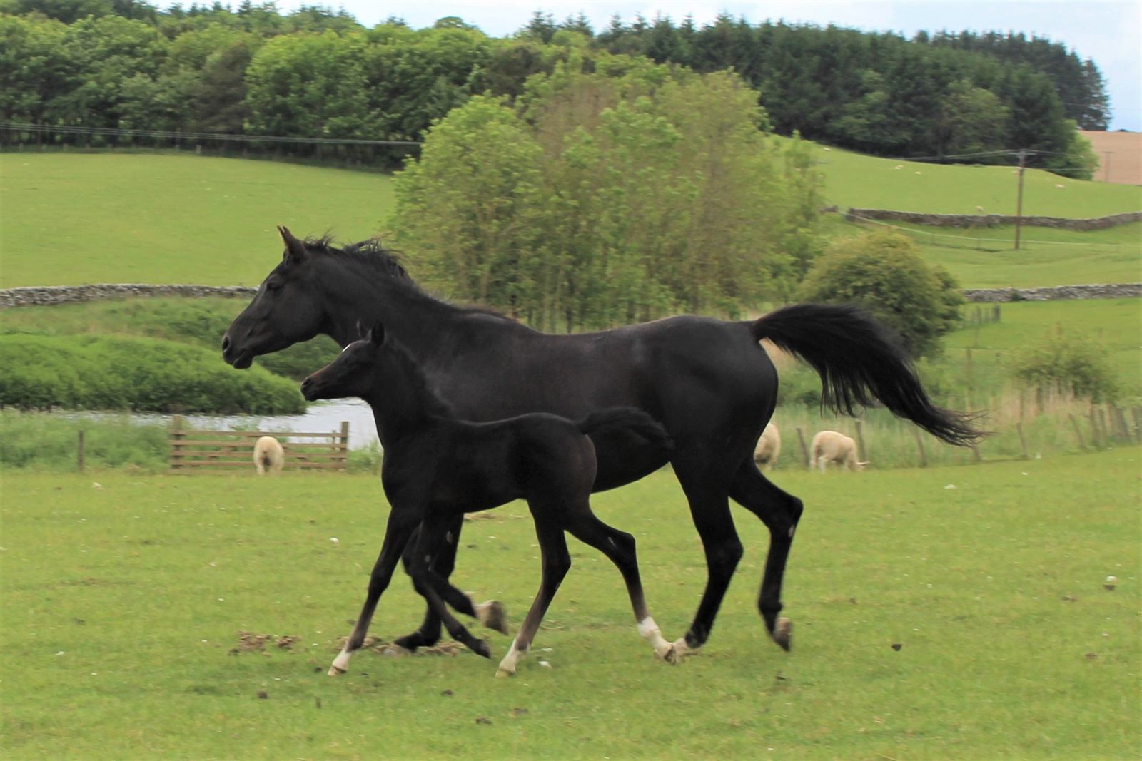 Cumbria Black Aisha with her 2020 filly foal by Rashah