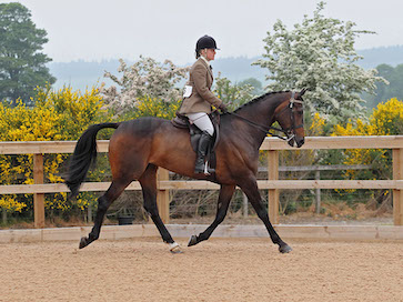 Al Sood dressage progeny