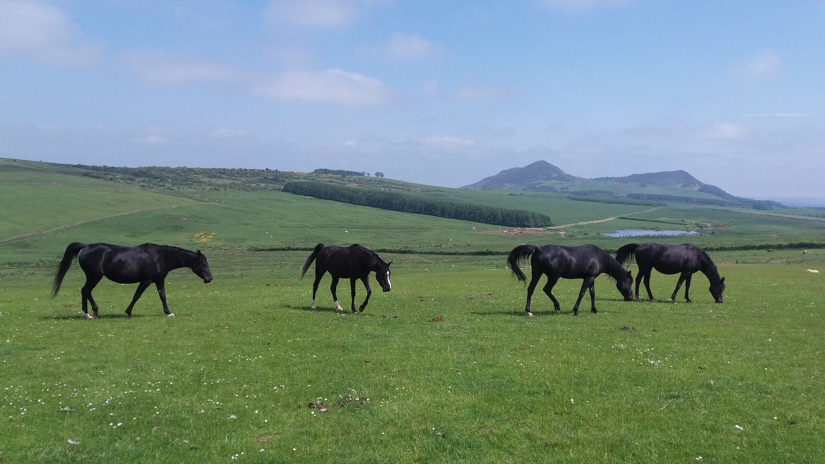 Arabians on the hill at Over Whitlaw