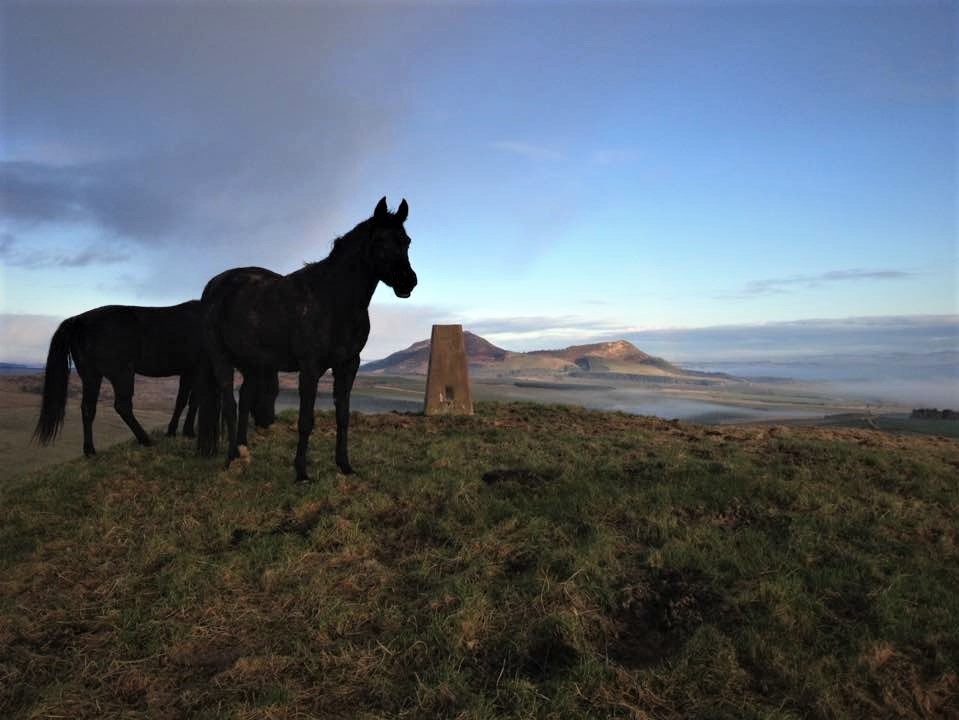Two black Arabians beside the trig point on the hill above Over Whitlaw