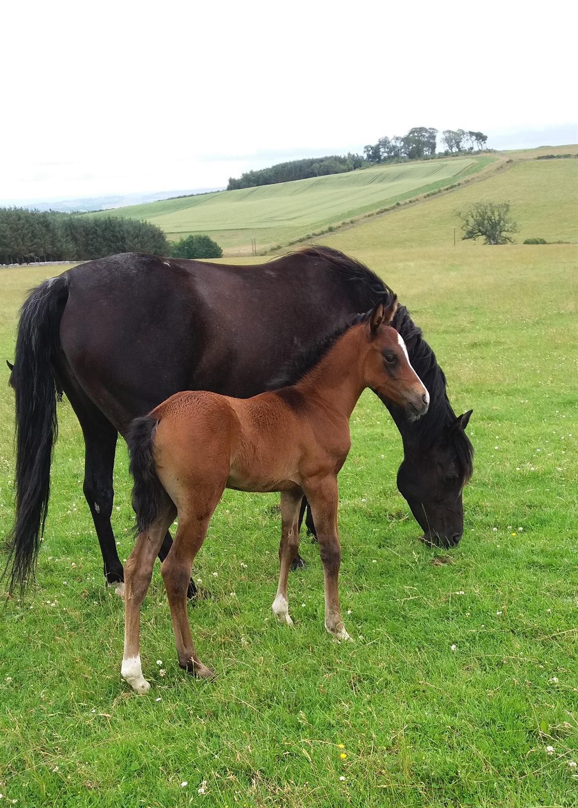 Kalila with her 2019 gelding by Rashah