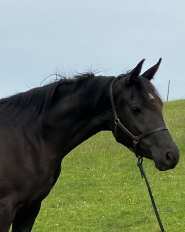 Cumbria Black Riana