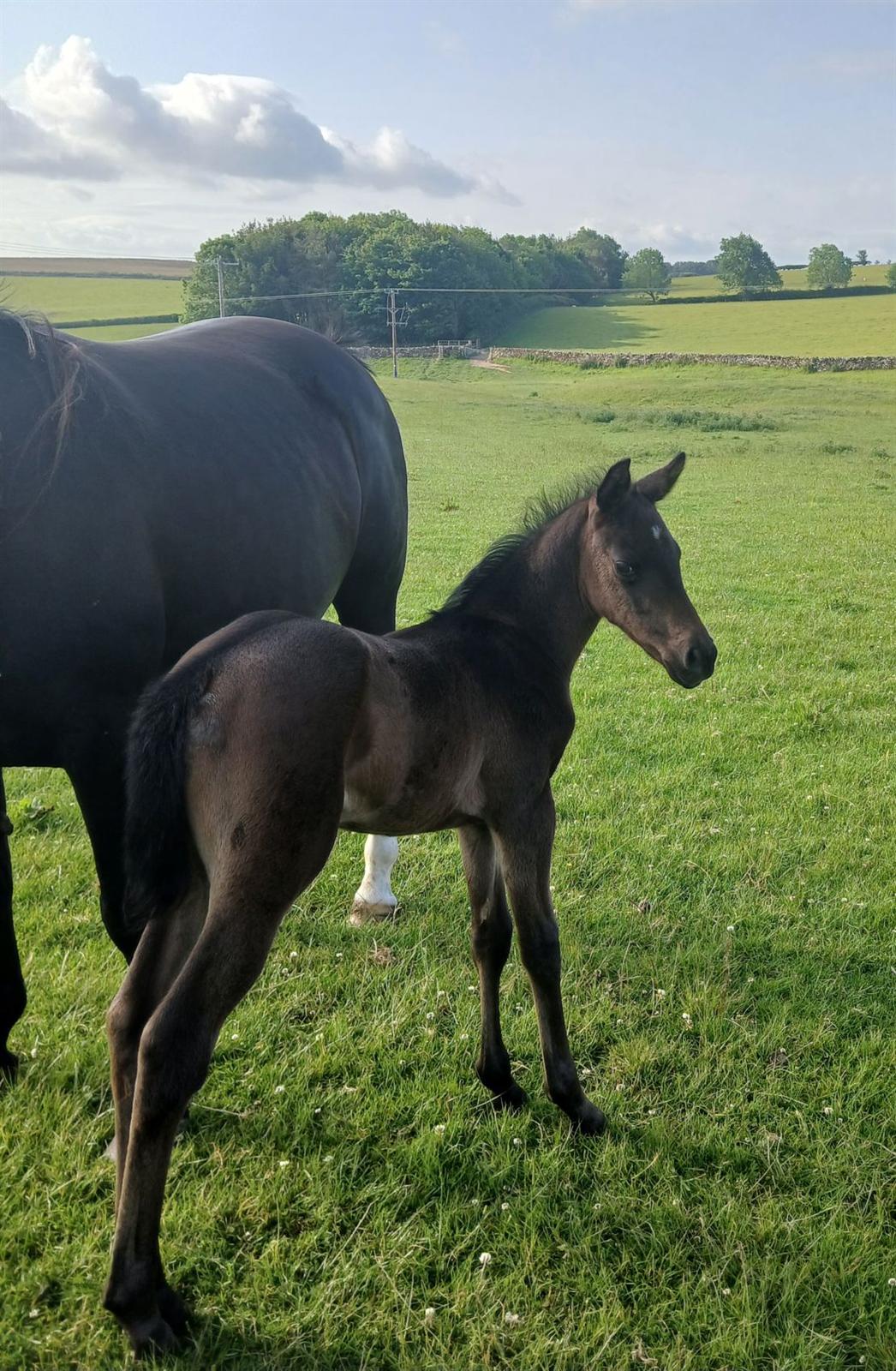 Cumbrian Pocket Rocket at 7 days old