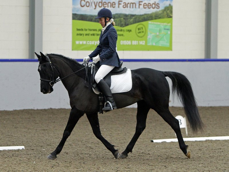 Cumbria Kalila in dressage