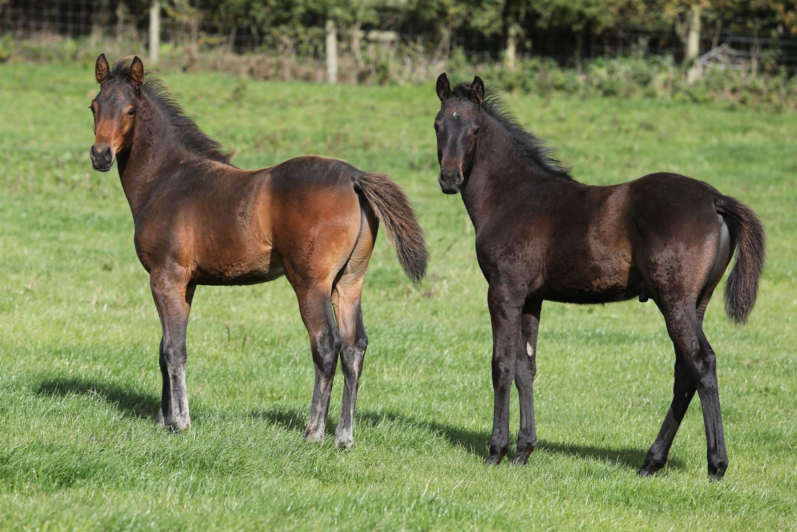 Cumbrian Pocket Rocket at 3 months