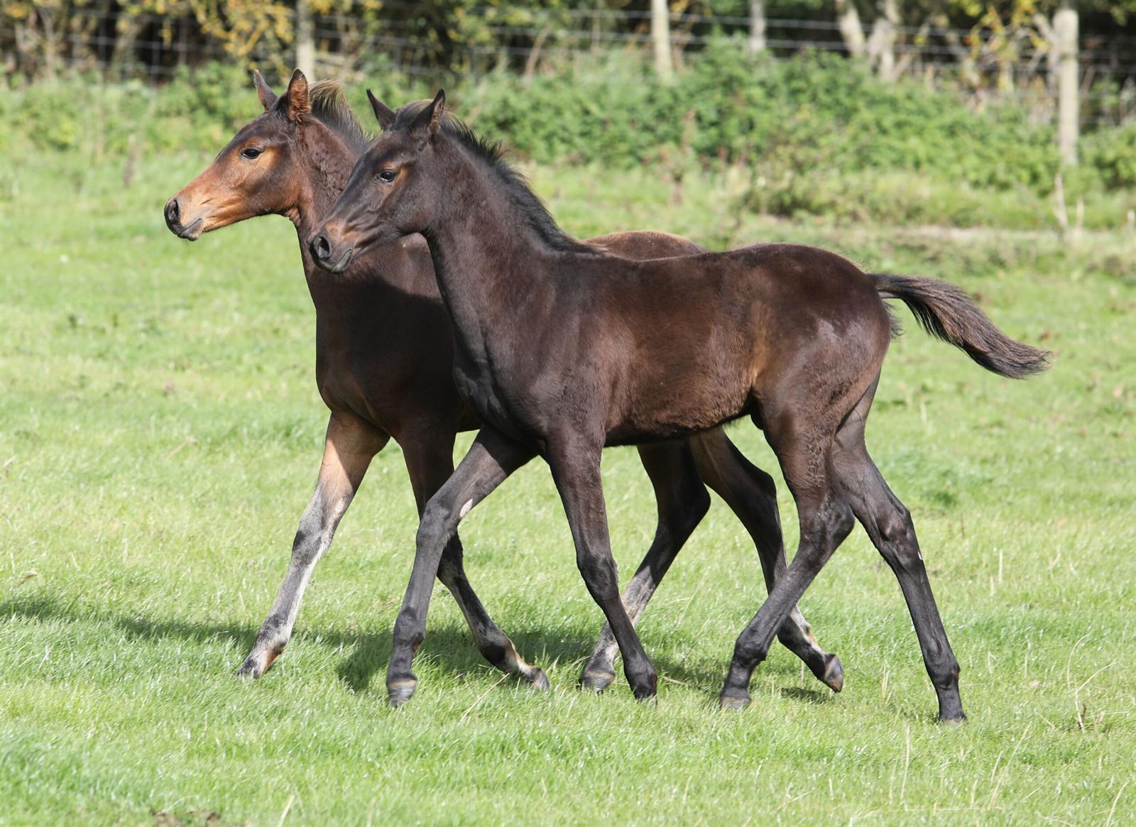 Cumbrian Pocket Rocket at 3 months