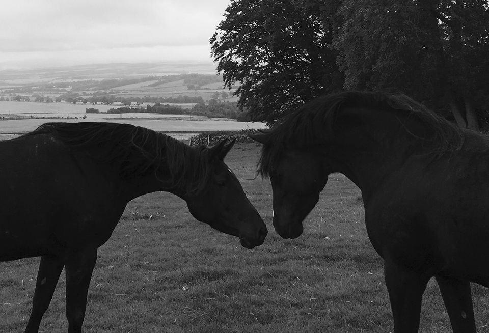 Sisters by Al Sood out of Black Enchantress