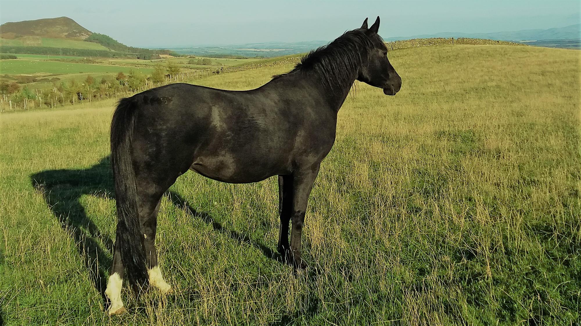 Scheherazade taking in the view at her new home