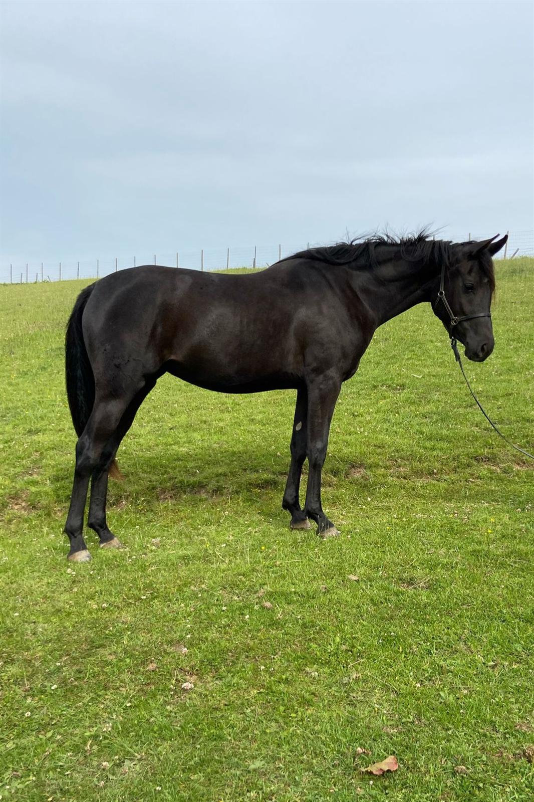 Cumbria Black Riana