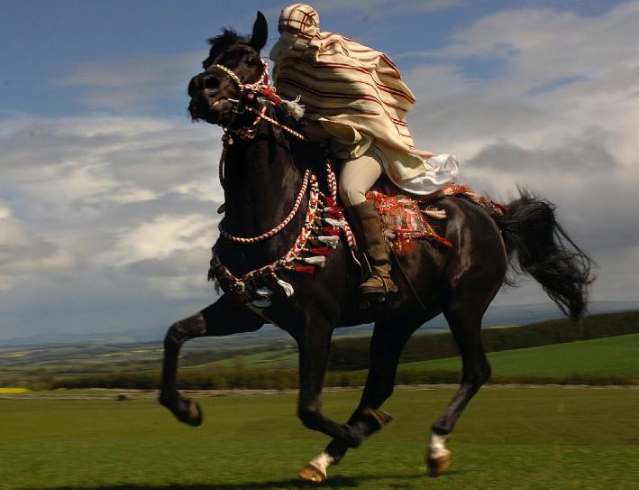 A black Arabian mare ridden in traditional costume