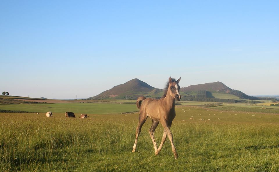 A foal in the field below the Eildon Hills