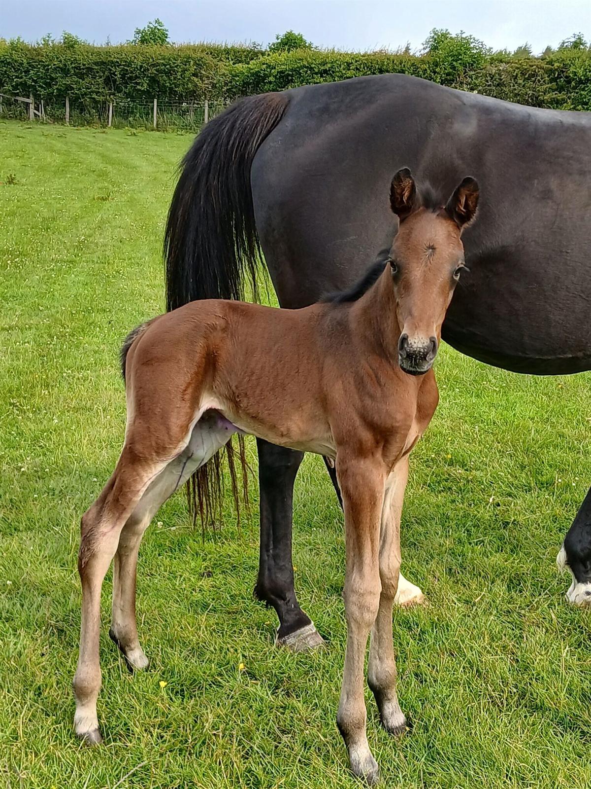 Cumbrian Guilty Pleasure at 2 days old