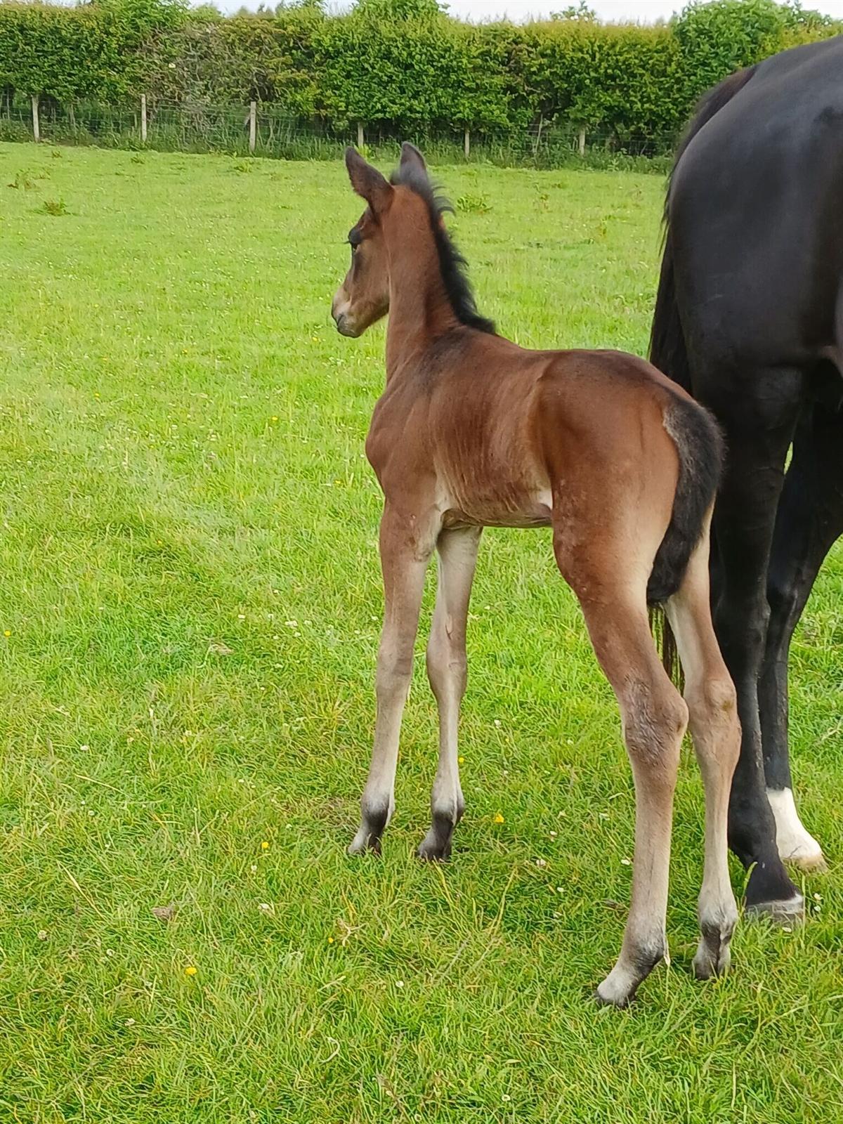 Cumbrian Guilty Pleasure at 2 days old