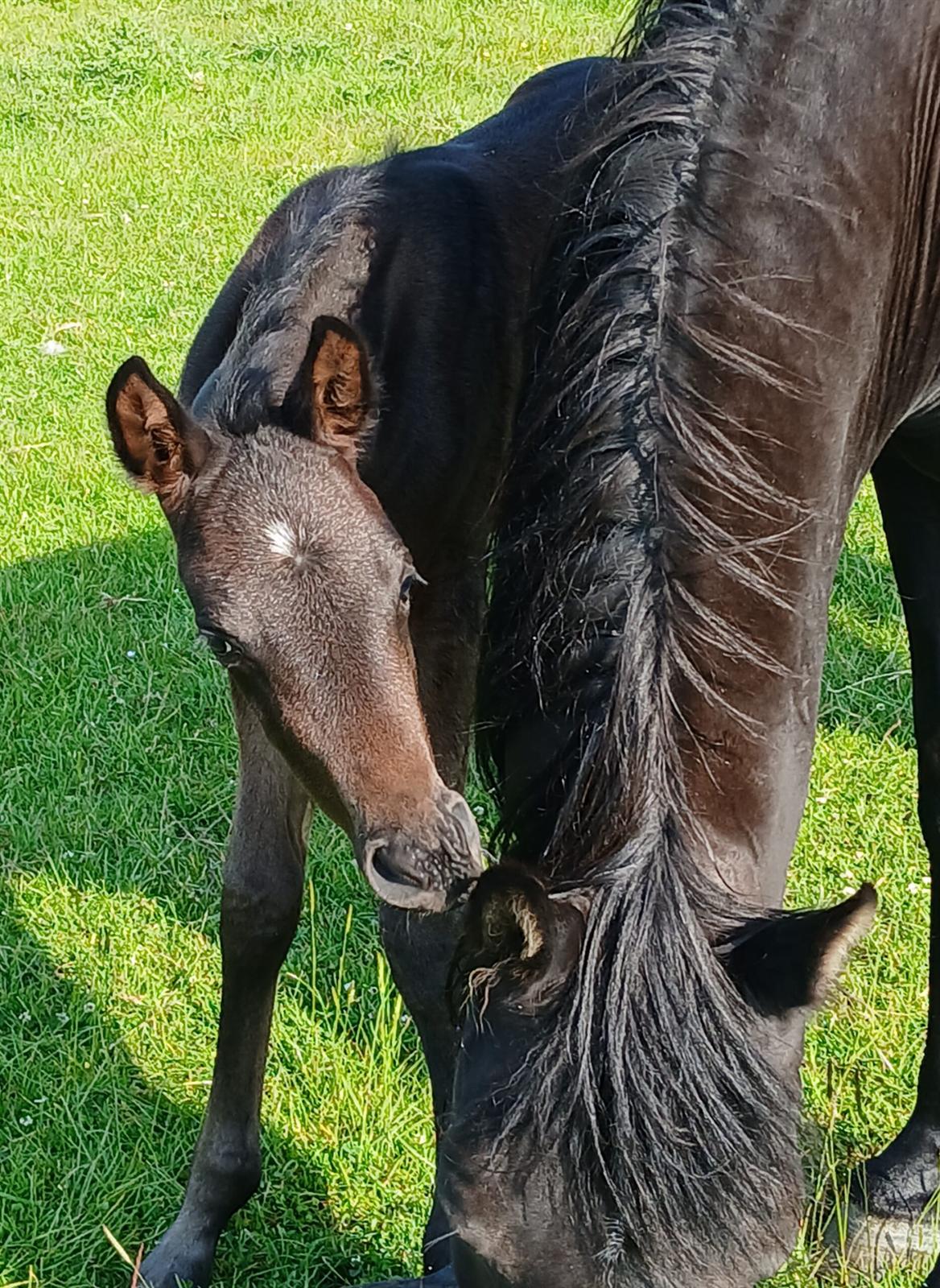 Cumbrian Pocket Rocket at 7 days old