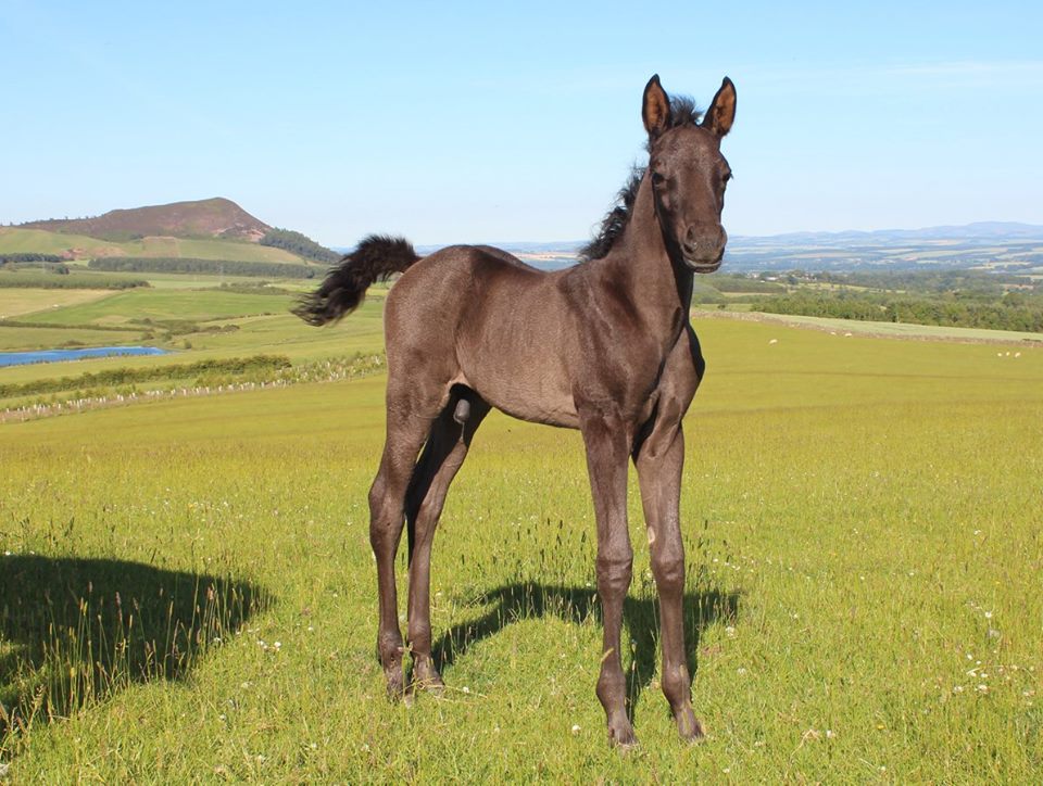 Bindaree with her 2018 black colt by Saudee