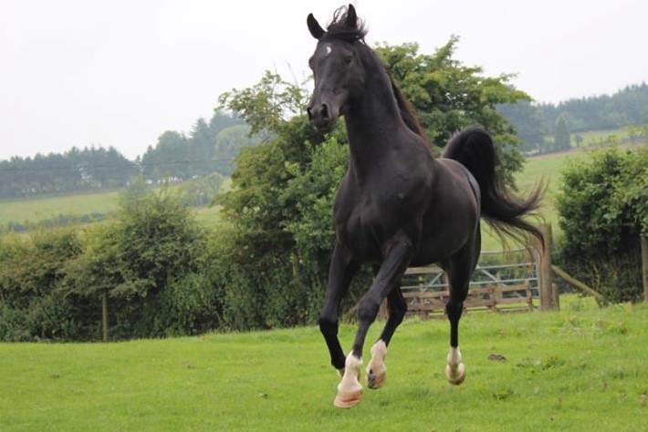 A black Arabian stallion cantering in the paddock