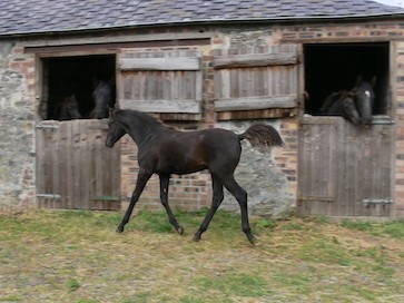 Al Sood progeny