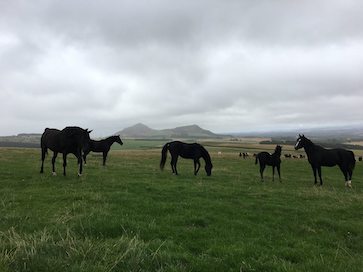 Al Sood progeny