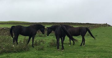 Al Sood endurance progeny