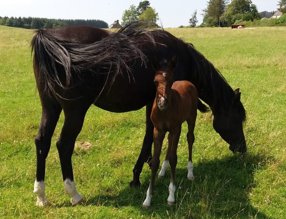 Shez with her 2019 gelding by Rashah