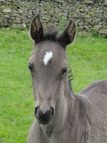 Al Sood endurance progeny